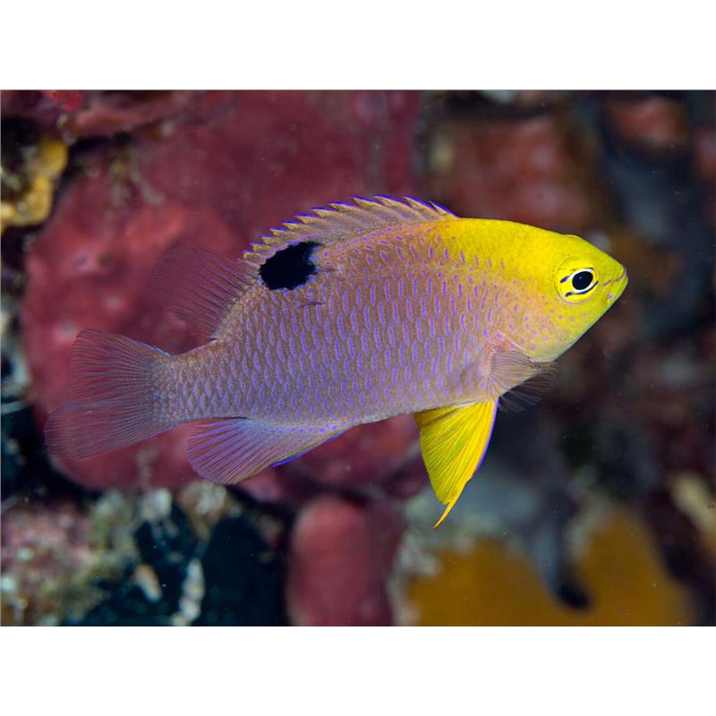 Chrysiptera Talboti (Talbot's Damsel) - imagine 3